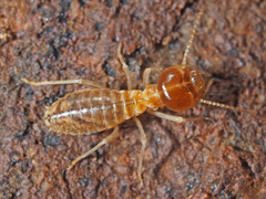 Trinervitermes trinervoides