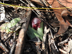 Corybas undulatus