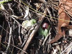 Corybas undulatus
