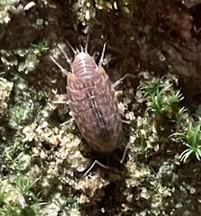 Chaetophiloscia cellaria