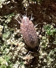 Chaetophiloscia cellaria