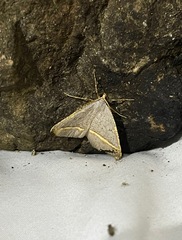 Macaria guenearia