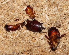 Panesthiinae