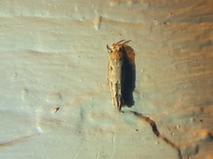Mompha brevivittella