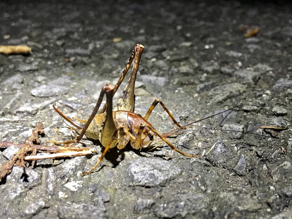 Diestrammena goliath