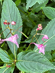 Impatiens devolii