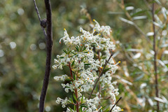 Grevillea pilulifera
