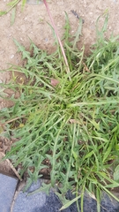 Taraxacum officinale