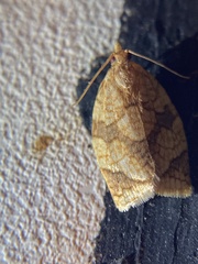 Adoxophyes negundana