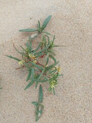 Persicaria angustifolia