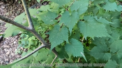 Tilia mongolica