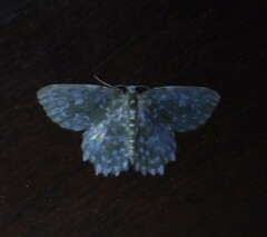 Berta