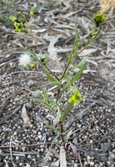 Senecio glossanthus