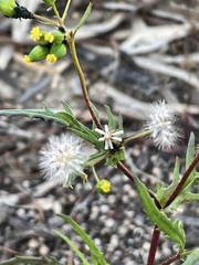 Senecio glossanthus