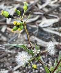 Senecio glossanthus