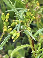 Senecio glossanthus