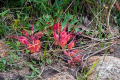 Grevillea bipinnatifida