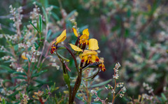 Diuris brumalis