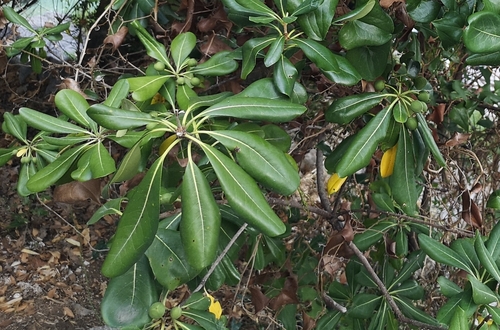 Pitospor (Pittosporum tobira)
