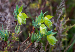 Pimelea suaveolens