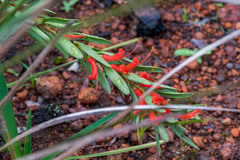 Adenanthos barbiger