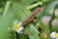 Takydromus septentrionalis
