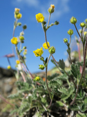 Potentilla nivea
