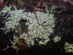 Pertusaria subplanaica