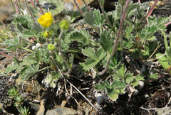 Potentilla nivea