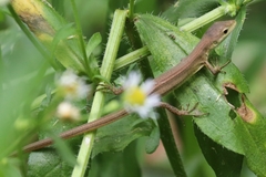 Takydromus septentrionalis