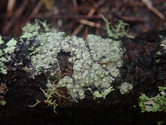 Pertusaria subplanaica