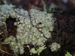 Pertusaria subplanaica