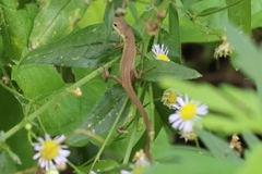 Takydromus septentrionalis