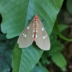 Tinolius eburneigutta