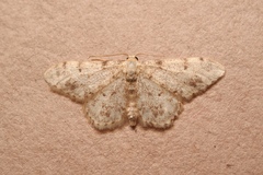 Idaea contiguaria