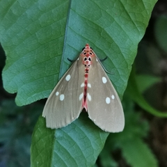 Tinolius eburneigutta