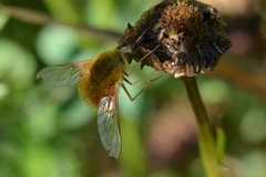 Bombylius comanche