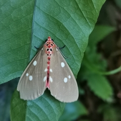 Tinolius eburneigutta