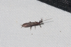 Oligotoma humbertiana