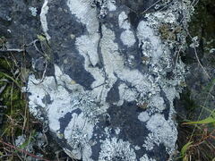 Pertusaria subverrucosa