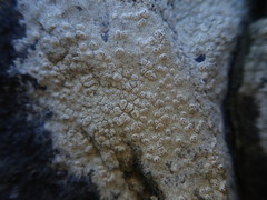 Pertusaria subverrucosa