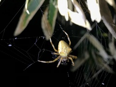 Araneus ishisawai