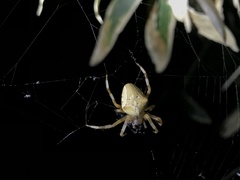 Araneus ishisawai