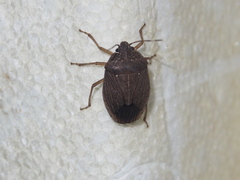 Caystrus obscurus
