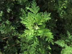 Artemisia gmelinii