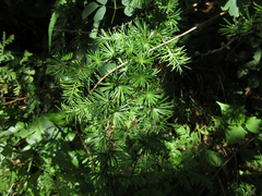 Larix kaempferi