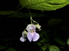 Impatiens hypophylla