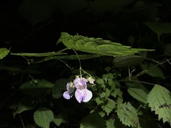 Impatiens hypophylla