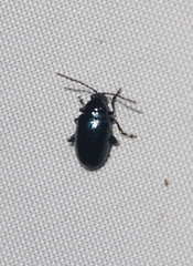Altica cyanea