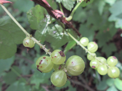 Ribes mandshuricum